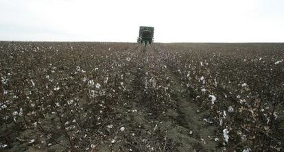 Una plantación de algodón en Lebrija (Sevilla).