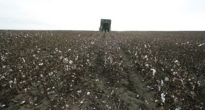 Una plantación de algodón en Lebrija (Sevilla). 