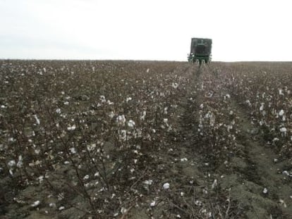 Una plantación de algodón en Lebrija (Sevilla). 