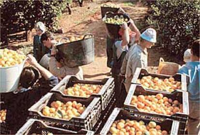 Trabajadores durante la recolección de la naranja en un huerto de La Plana.