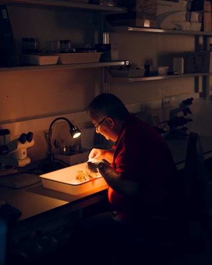 El biólogo Francisco Rocha, en uno de los laboratorios del edificio de Ciencias Experimentales del Campus As Lagoas-Marcosende, en la Universidad de Vigo.