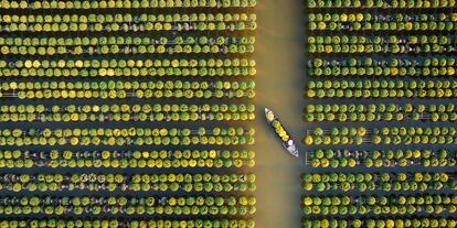 'Chrysanthemum Season'. La fotografía de Tuan Nguyen Tan ha ganado el primer premio en la categoría ‘Entorno abierto’ de este concurso, en el que han participado 1.105 fotógrafos —profesionales y 'amateurs'— de 95 países. La imagen muestra la aldea vietnamita de Sa Đéc, donde se cultivan crisantemos. Se observa cómo la naturaleza y el terreno determinan la forma correcta de cultivar las flores: la aldea y la plantación se construyeron alrededor de los afluentes del río Mekong: el Tien y el Sa Dec; y las interminables hileras de flores doradas se protegen de las inundaciones con enrejados. 