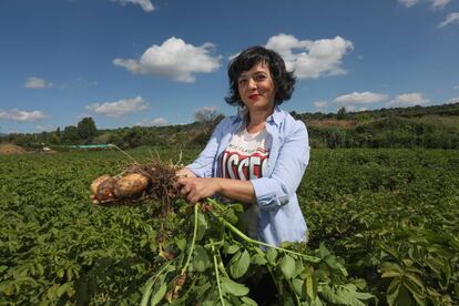 La de María Victoria Serrano en San Martín de Valdeiglesias es la primera explotación de patatas con certificación ecológica de la Comunidad de Madrid.