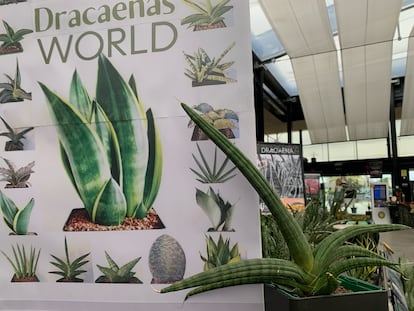 Una Dracaena cylindrica 'Inti', expuesta en un vivero especializado en xeropaisajismonos.