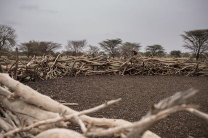 <p>Lys Arango aterrizó en Senegal a principios de julio de 2018 y permaneció algo más de un mes en el norte del país para documentar la devastación provocada por la sequía. La escasez de lluvias durante el invierno de 2017 ha secado los campos destinados a la agricultura y la ganadería, y unas 245.000 personas se han quedado sin alimento.<p> <p>Podor, Kanel, Matam y Ranerou son los cuatro departamentos más afectados, y Arango visitó el primero obedeciendo a un encargo de la organización humanitaria Acción contra el Hambre. “Me explicaron que ya habían alertado de la situación a principios de este año, que la trashumancia de los pastores se había prolongado porque no había pasto en el norte y que las condiciones de vida y los recursos de resiliencia de las personas se estaban agotando”, explica la fotógrafa. “Querían que yo, de algún modo, transformara los números del hambre en historias concretas de personas”. El periodo de trashumancia de los pastores se ha prolongado este año debido a la falta de pasto provocado por el déficit de lluvia. En esta imagen, un redil de vacas vacío atestigua la ausencia de ganado y pastores.</p>