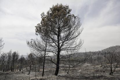 La Generalitat ha pedido extremar las precauciones ante la situación de “máxima gravedad” que supone la coincidencia de varios incendios en Cataluña en plena ola de calor. “Se prevé un verano muy complicado”, ha admitido este jueves la consejera de Presidencia de la Generalitat de Cataluña, Laura Vilagrà. “La climatología cada año es más adversa y la sequía es muy evidente este año".