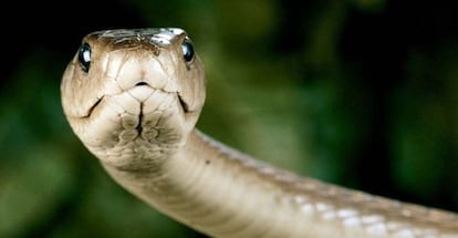 Mamba negra, una de las serpientes m&aacute;s venenosas de &Aacute;frica.