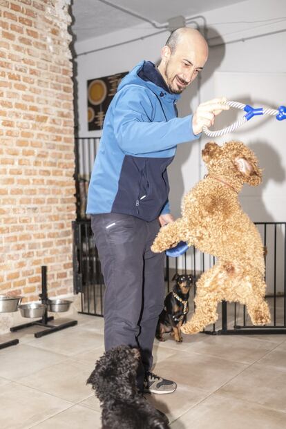 El cuidador de confianza Rafa Pascual juega con Gabo, Bruno y Botón, tres perretes que atiende con regularidad en su casa en Entrevías.