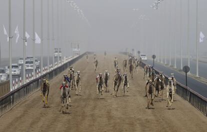 Camellos corren hacia la meta mientras sus dueños controlan a los jinetes robóticos, en el Hipódromo Al Marmoom Camel, en los Emiratos Árabes.
