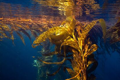 Los bosques submarinos de la península ofrecen refugio y un lugar de cría para invertebrados y peces.