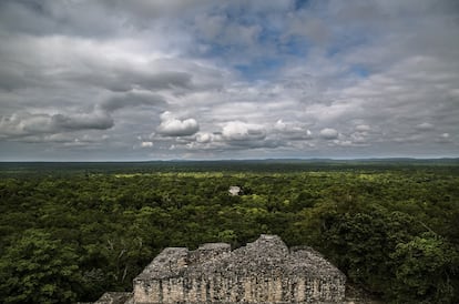 La biosfera de Calakmul, donde se desarrolla un exitoso proyecto de conservación de la Universidad Nacional Autónoma de México, premiado por la Fundación BBVA.  