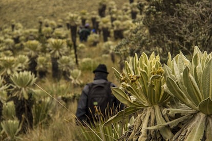 El frailejón es la especie vegetal más numerosa en la Reserva Ecológica El Ángel. Esta planta de aspecto jurásico, compuesta por un grueso tronco marrón y una corona de largas y aterciopeladas hojas similares a orejas de conejo, ejerce una labor fundamental en el ciclo hídrico del páramo. Este tipo de frailejón solo está presente en territorios montañosos de Ecuador, Colombia y Venezuela.