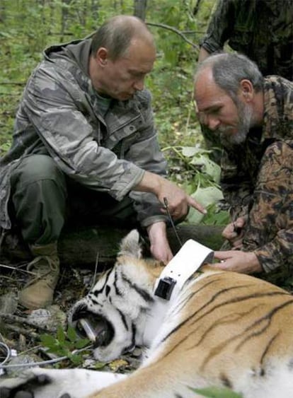 Putin observa una cría de tigre de 5 años, temporalmente inmovilizada por los científicos, durante la visita que realizó ayer a la Reserva de Ussuri, en Rusia.