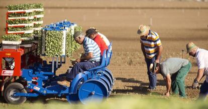 Agricultores afectados por el veto ruso durante la plantación de brócoli en una finca de Villamanrique de la Condesa (Sevilla).