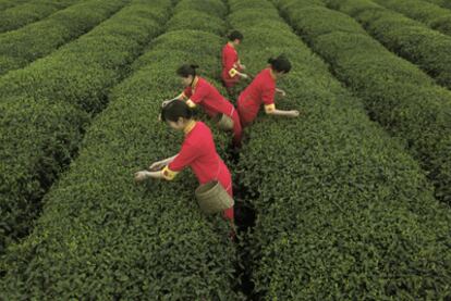 Plantación de té en la provincia china de Sichuan.