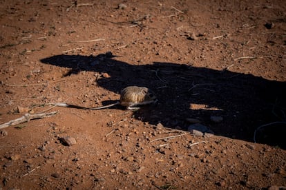 Una rata canguro bajo la sombra de uno de los biólogos.