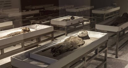Momias expuestas en el Museo San Miguel de Azapa.