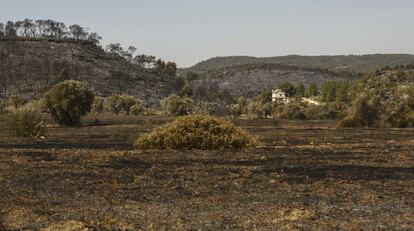 Los efectos del incendio en la Ribera del Ebre, Garrigues y Segrià.