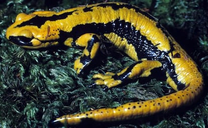 Salamandra común.