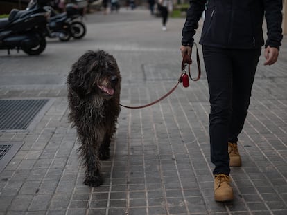 Una mujer pasea su perro en el barrio de la Bordeta.