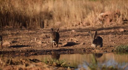 Dos conejos, cerca de una charca en la comarca de Campo de Calatrava (Ciudad Real), este verano. / FUNDACIÓN ARTEMISAN