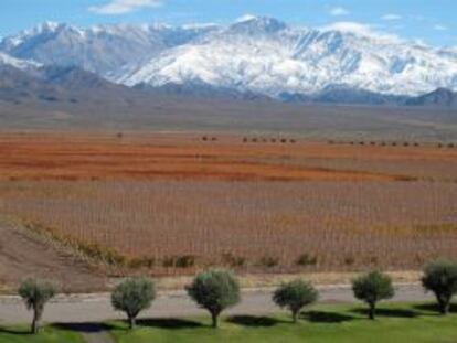 Vista de las cepas a los pies de los Andes.