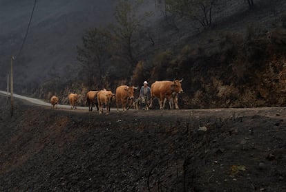Una ganadero camina junto con sus reses por una zona afectada por el incendio forestal en San Martín de Cereixido