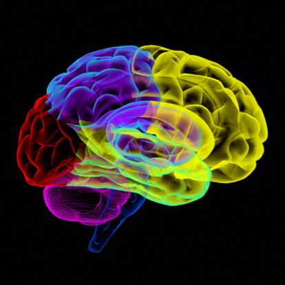 "Comprender el cerebro desde nuestro propio cerebro no es tarea fácil, pero los neurocientíficos no cejan en su empeño".