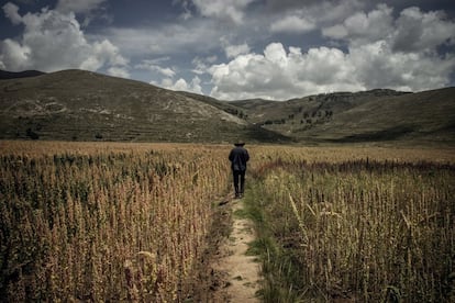 Originaria de los altiplanos entre Perú y Bolivia, la quinoa se ha clasificado muchas veces apresuradamente como cereal, pero forma parte de las quenopodiáceas, una familia que incluye numerosas especies, como la espinaca y la remolacha. Su cultivo en las mesetas pedregosas de los Andes, a unos 4.000 metros sobre el nivel del mar, se remonta a más de 5.000 años. Celedonio Ccampaza Baca, campesino y el facilitador del proyecto GEF Agrobiodiversidad SIPAM y del mecanismo de Recompensas por Servicios de Conservación de la Agrobiodiversidad (ReSCA), camina en su campo de quinoa 'plomo qoitu' en el distrito de Acora.