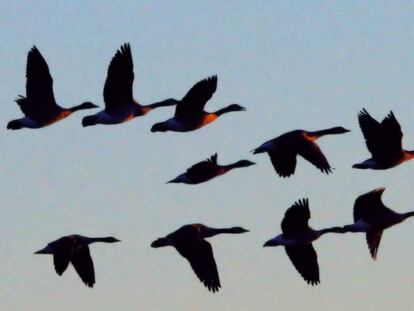 Así afecta el cambio climático a las migraciones de las aves