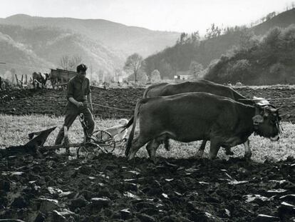 Juaco arando en el Llag&uuml;ezu, Asturias (1963). 