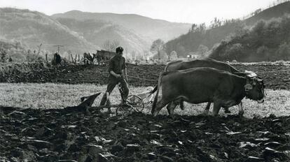Juaco arando en el Llagüezu, Asturias (1963).