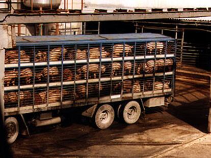 Un camión de transporte de cerdos, en una imagen de archivo.