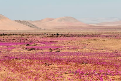 El fenómeno natural conocido como el Desierto Florido que ocurre entre cada 5 y 10 años aproximadamente, en el desierto de Atacama, Caldera (Chile).
