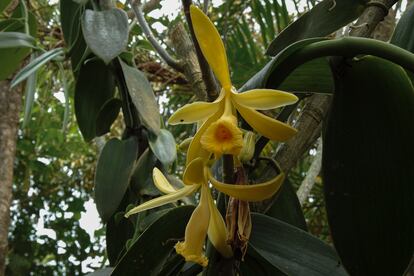 La flor de la vainilla pompona solo permanece abierta poco tiempo y debe de ser polinizada en un lapso de seis horas.