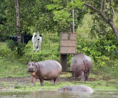 Fotograma de la película <i>Pablo's hippos (Los hipopótamos de Pablo</i>).