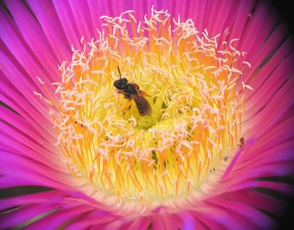 Abeja