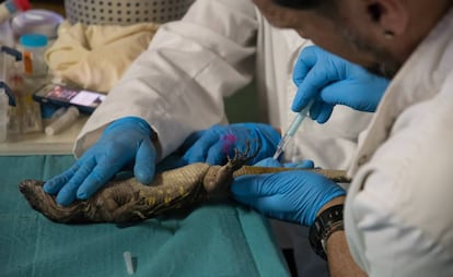 Un lagarto gigante de El Hierro, durante las pruebas veterinarias.