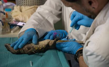 Un lagarto gigante de El Hierro, durante las pruebas veterinarias.