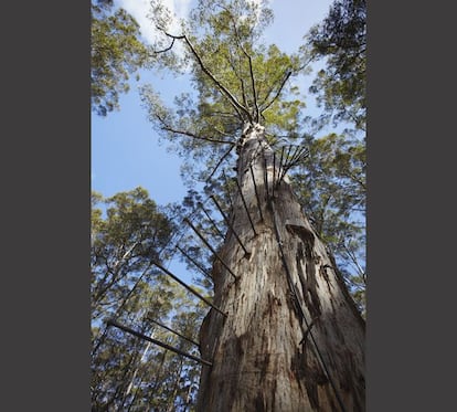 Después de tanta manufactura 'kitsch' no está mal ver una buena elevación natural en los bosques endémicos de karris al sur Australia Occidental. Los karris, de hasta 90 metros de altura, figuran entre las especies más altas del mundo. Algunos han servido como torres de vigilancia forestal y ahora en tres de ellos se practica una peculiar escalada: se asciende por los troncos con zapatillas de clavos de metal hasta plataformas construidas en las copas. El más popular es el llamado Gloucester, al borde de la ciudad de Pemberton (www.pembertonvisitor.com.au); su plataforma se levanta 60 metros sobre el sotobosque. El bicentenario Dave Evans mide 75 metros. Pemberton es una tranquila ciudad de menos de mil habitantes escondida en los profundos bosques de karri. Produce un vino que rivaliza con los mejores del país pero el turismo enológico aquí no está tan desarrollado como en otras zonas de Australia. Además, los parques nacionales que rodean la ciudad son impresionantes. Se puede pasar uno o dos días conduciendo por el Karri Forest Explorer, recorriendo a pie los senderos o haciendo 'pic-nic' en plena y verde naturaleza. Al salir de Pemberton por la céntrica Ellis St hay que girar a la izquierda, por Kennedy Street, y luego a la derecha, por Johnston Street; el árbol está a tres kilómetros de la ciudad. Más información sobre las 'big things' australianas en la guía Lonely Planet '1000 lugares únicos' y en www.lonelyplanet.es