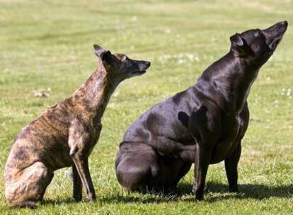 A la izquierda, un whippet normal. A la derecha, el ejemplar deformado