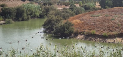 Gansos nadando en la laguna del Parque del Tamarguillo de Sevilla. / AYUNTAMIENTO DE SEVILLA