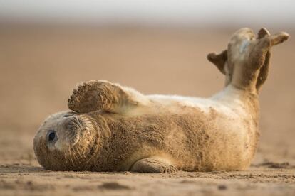 Un cachorro de foca gris se revuelca en la arena cerca de la reserva natural de Donna Nook, en Louth (Reino Unido).