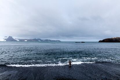Pingüino a punto de darse un baño. Bahía Fildes, Isla Rey Jorge, Archipiélago Shetland del Sur.