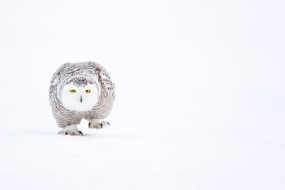 El búho nival, ave rapaz de gran porte, es uno de los depredadores más temibles de la tundra, sobre todo para la liebre ártica y pequeños roedores como el lemming, sus platos favoritos