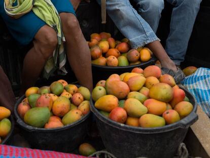 Recolección de mangos en Chiquimula (Guatemala).