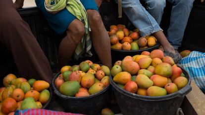 Recolección de mangos en Chiquimula (Guatemala).