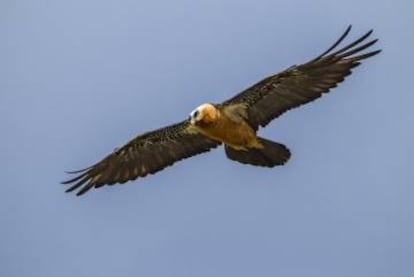 Un quebrantahuesos volando en Pirineos.