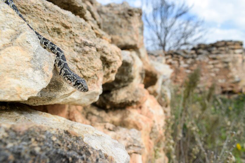 Ibiza se queda sin lagartijas: la serpiente invasora que se las come ...