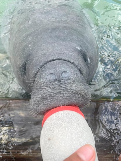 En estado salvaje, los manatíes amamantan a sus crías durante dos años. Pompeyo es una cría de nueve meses que fue rescatada a los tres. En proceso de destete, toma un par de biberones al día que poco a poco se le van sustituyendo por hierbas.  